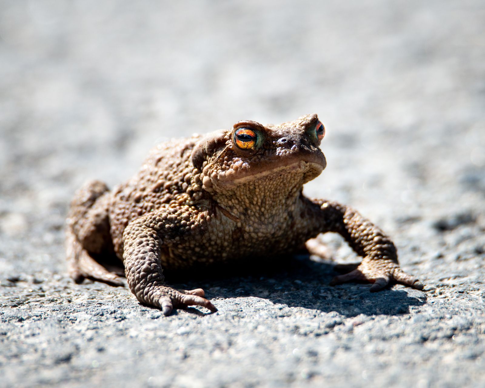 A fat toad
