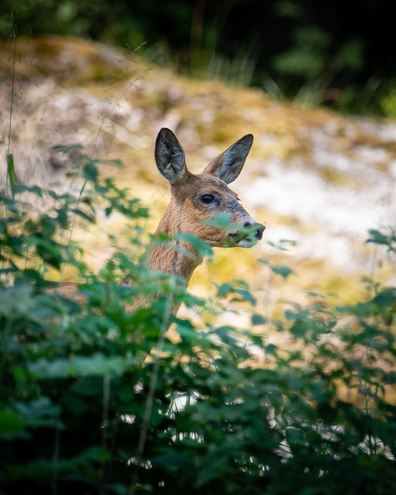 Roe deer peeking out
