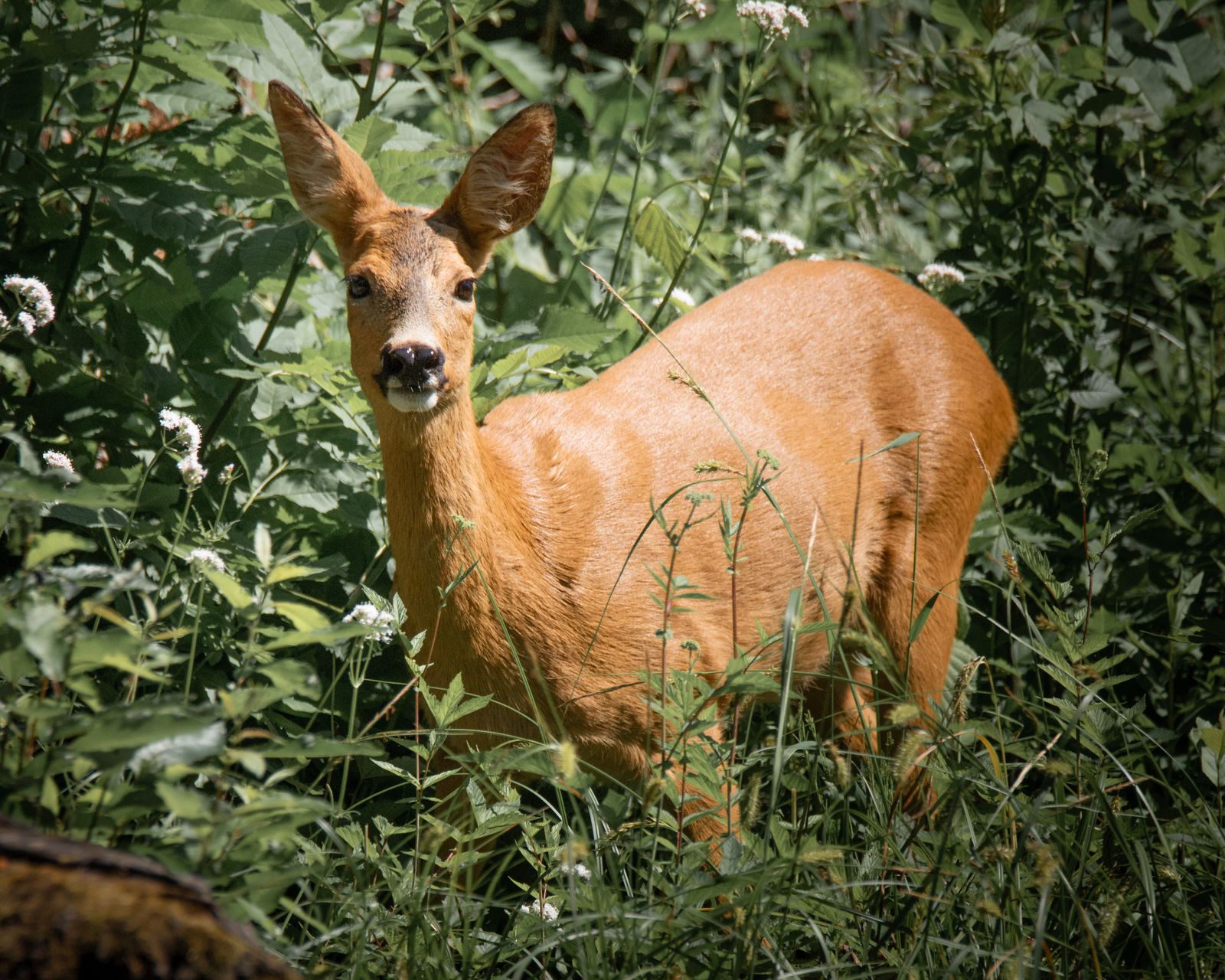 Roe deer by the river