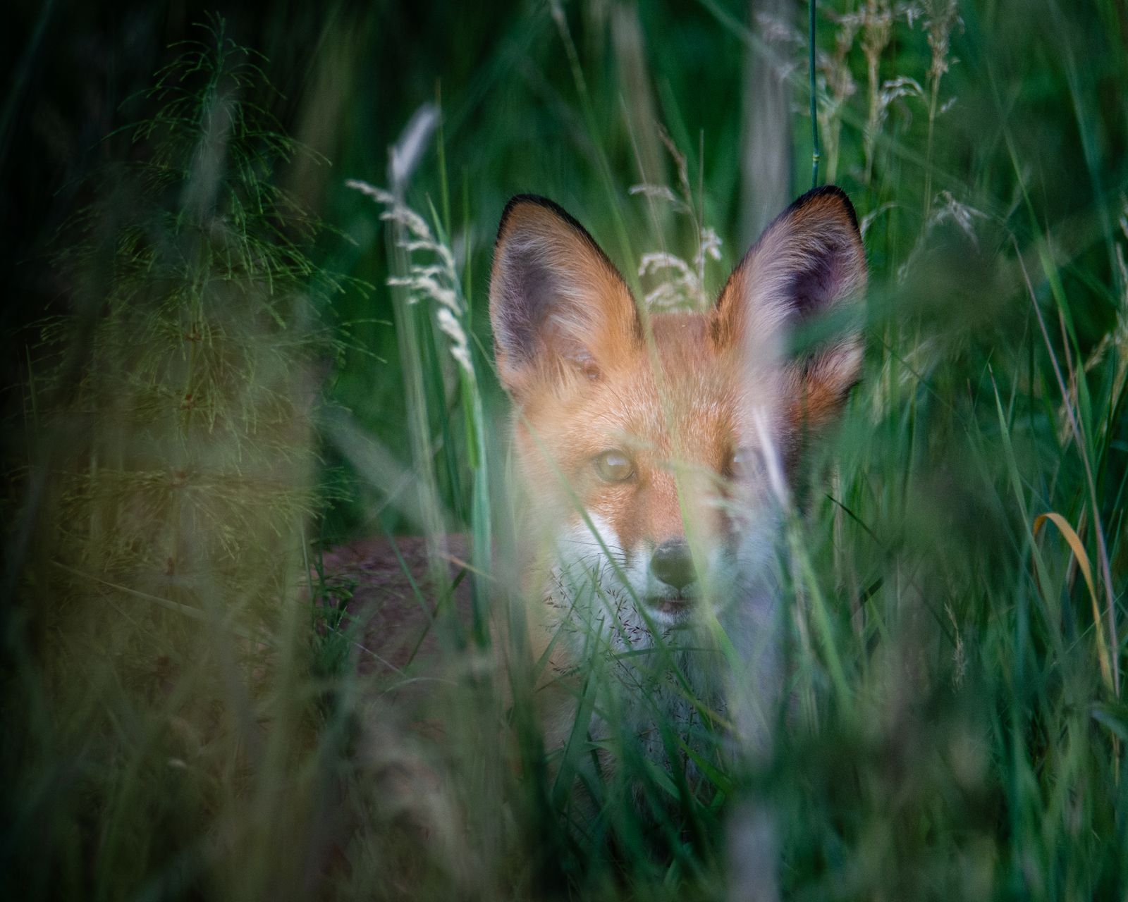 Curious red fox cub