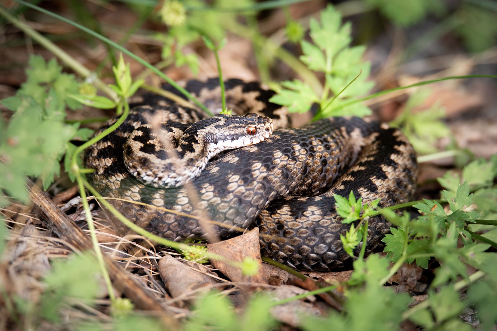 Common european viper