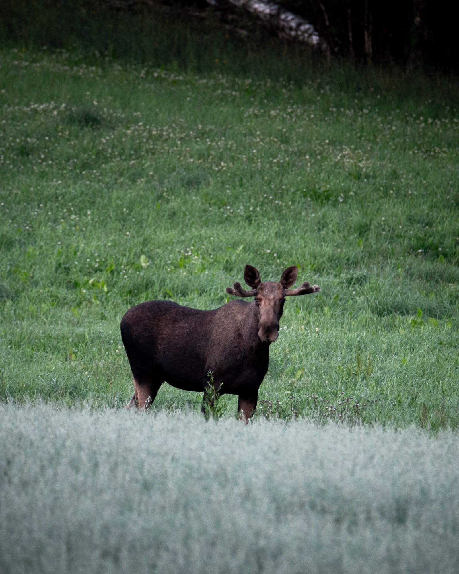 Moose in the field