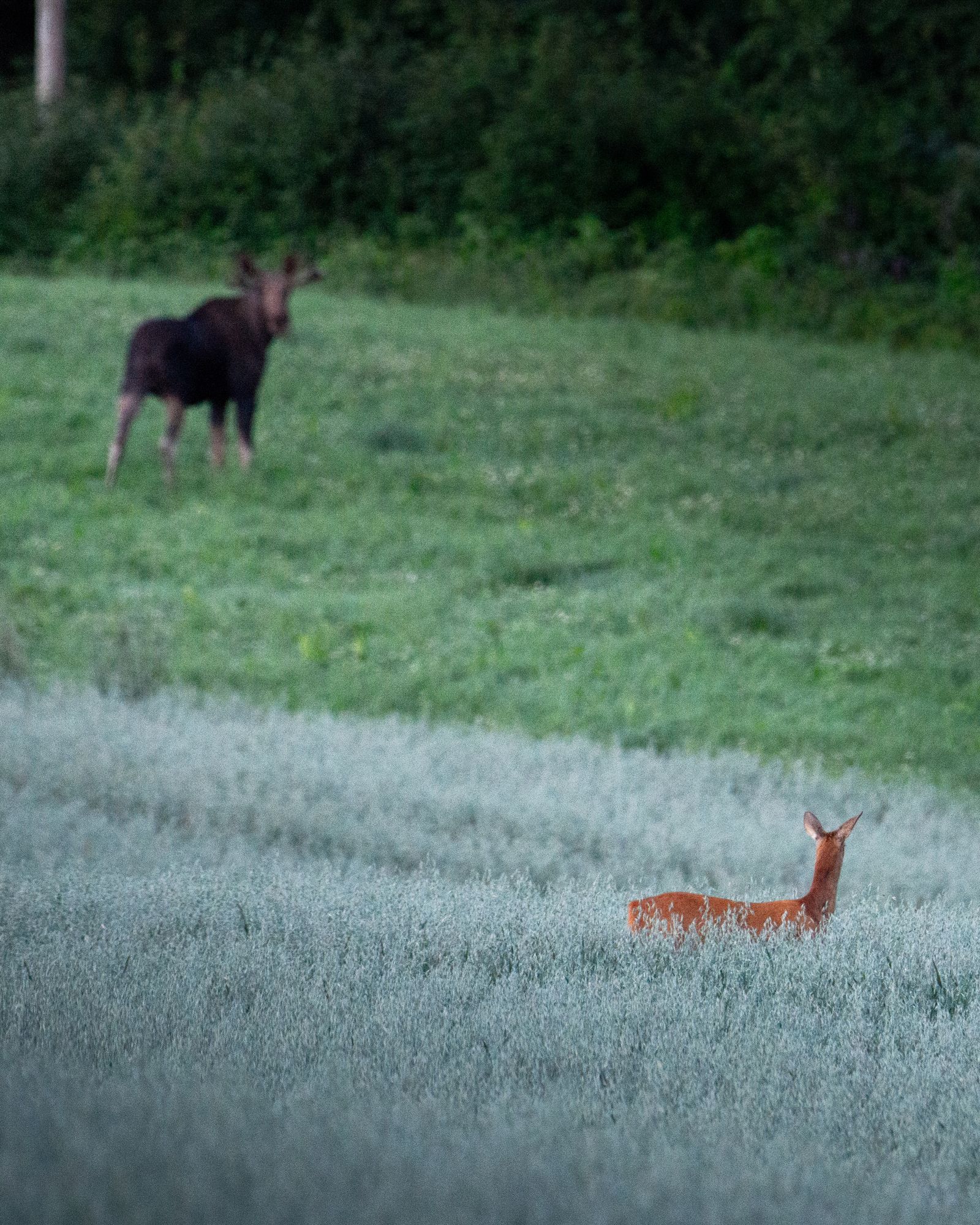 A moose and a roe deer