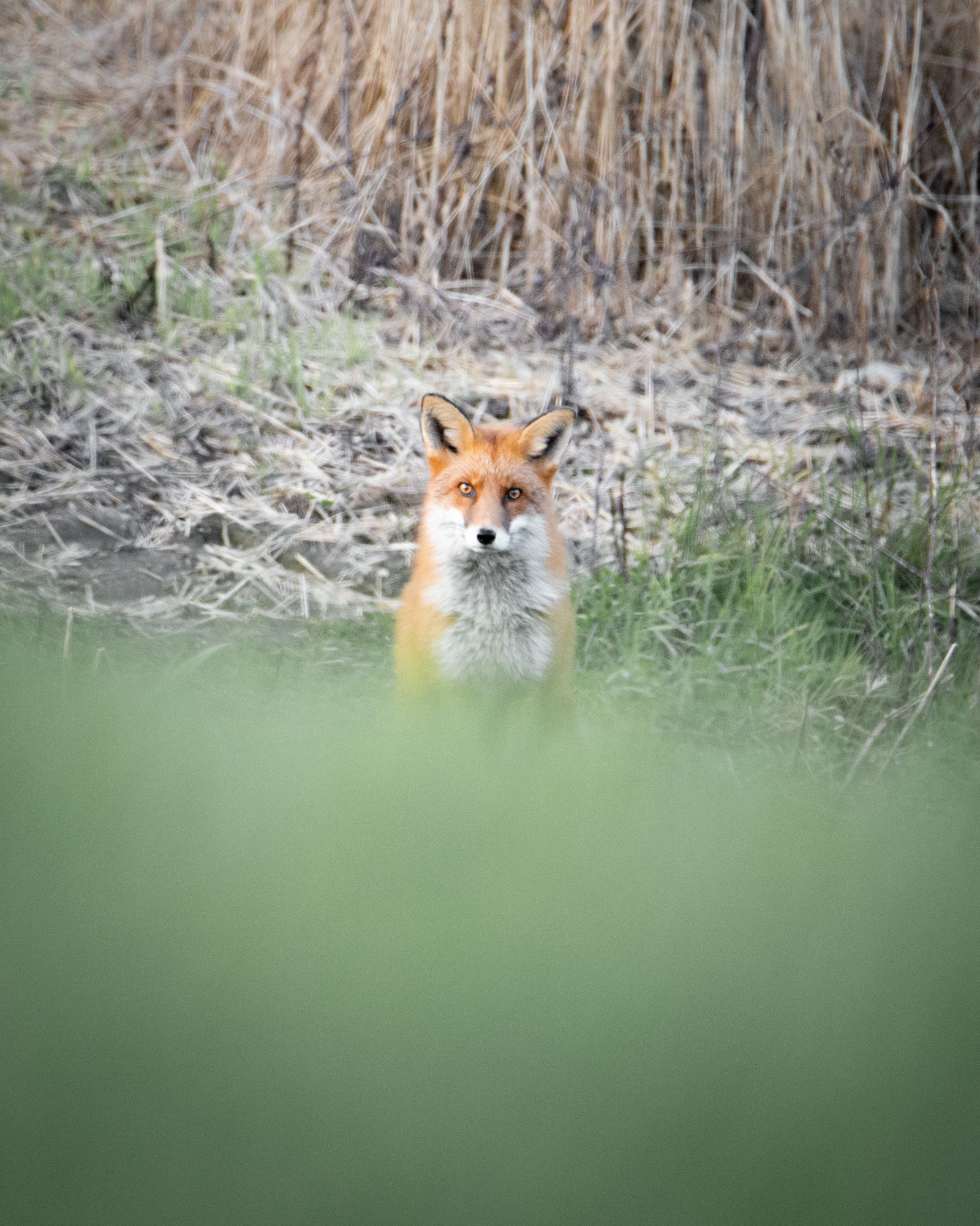 Sceptical fox