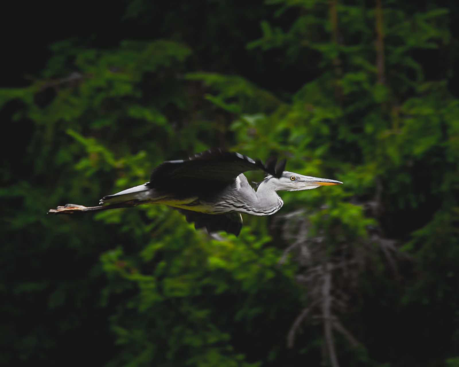 Grey Heron in flight