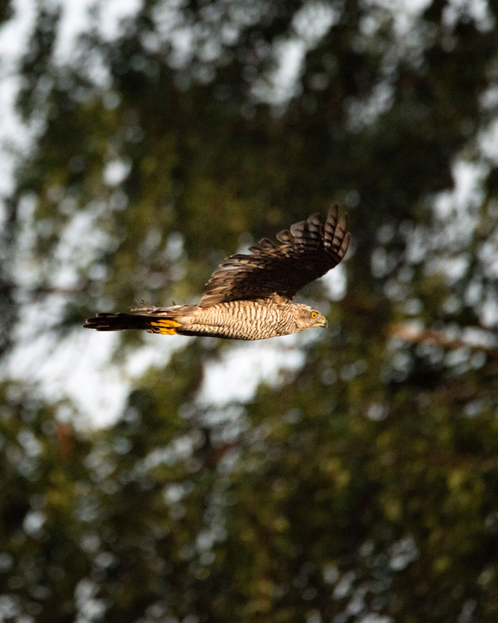 Goshawk in flight