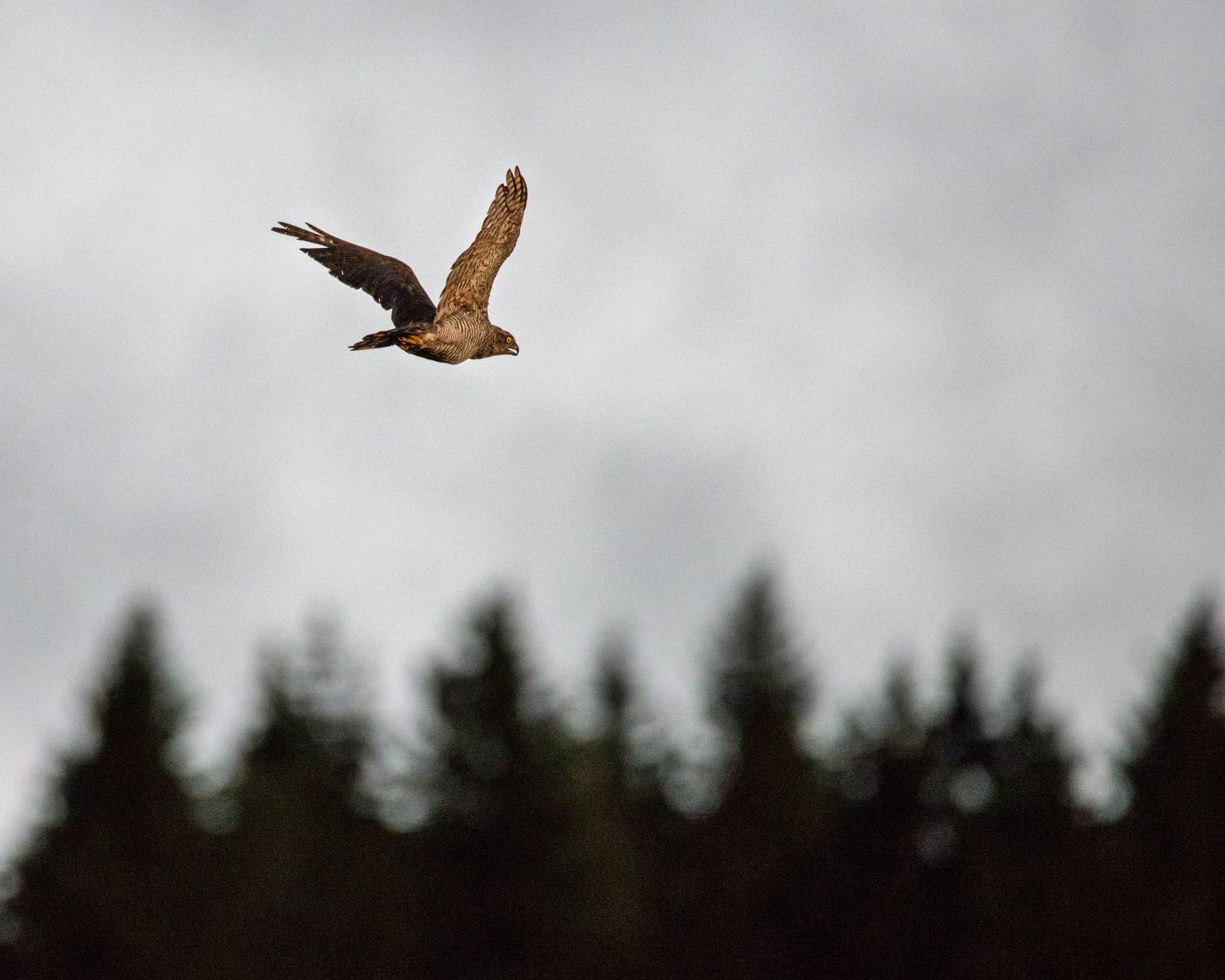 Goshawk in flight