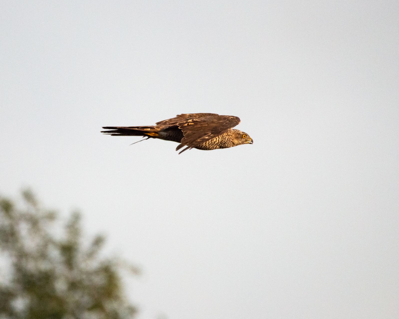 Goshawk closeup