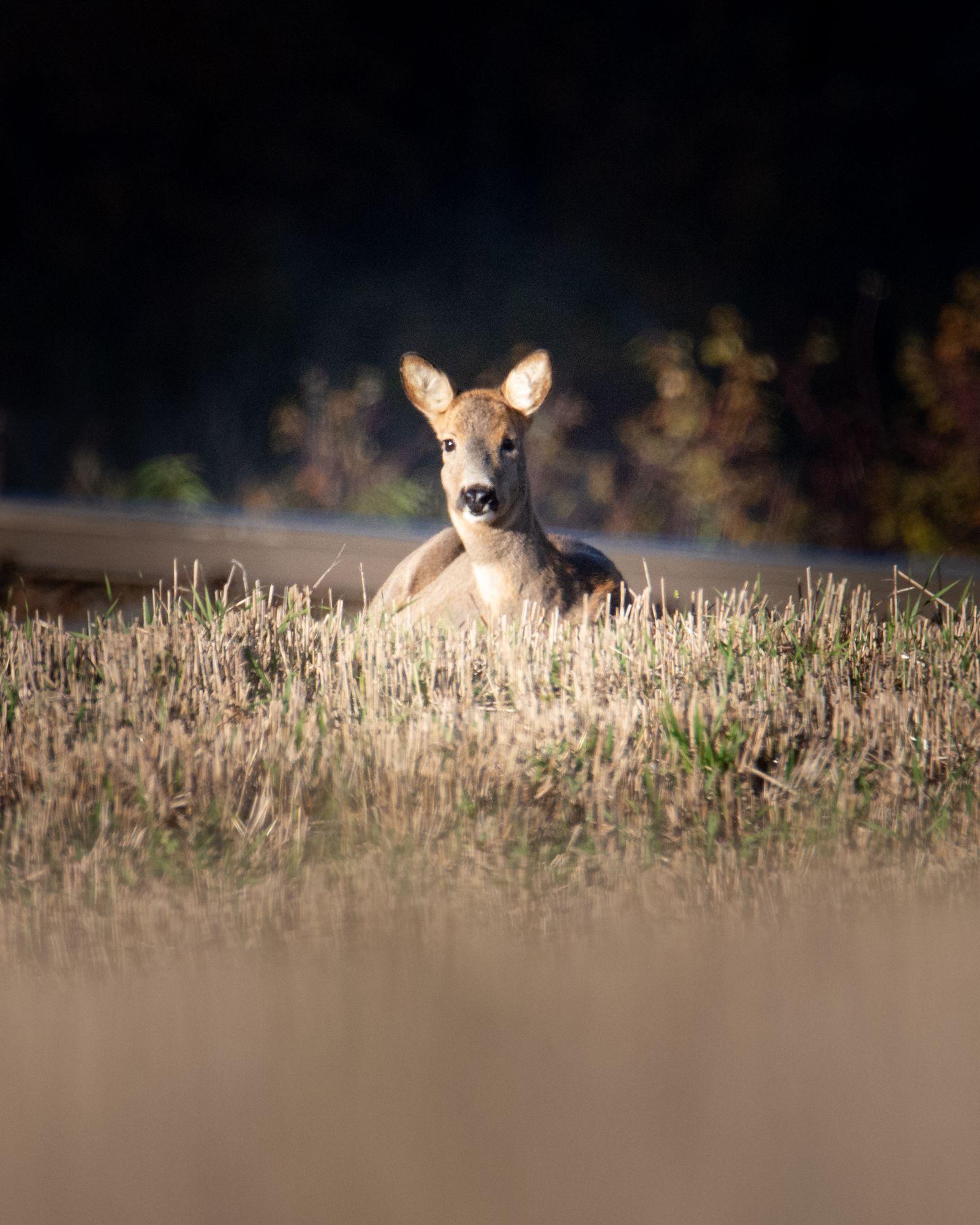 Roe deer resting in the sun
