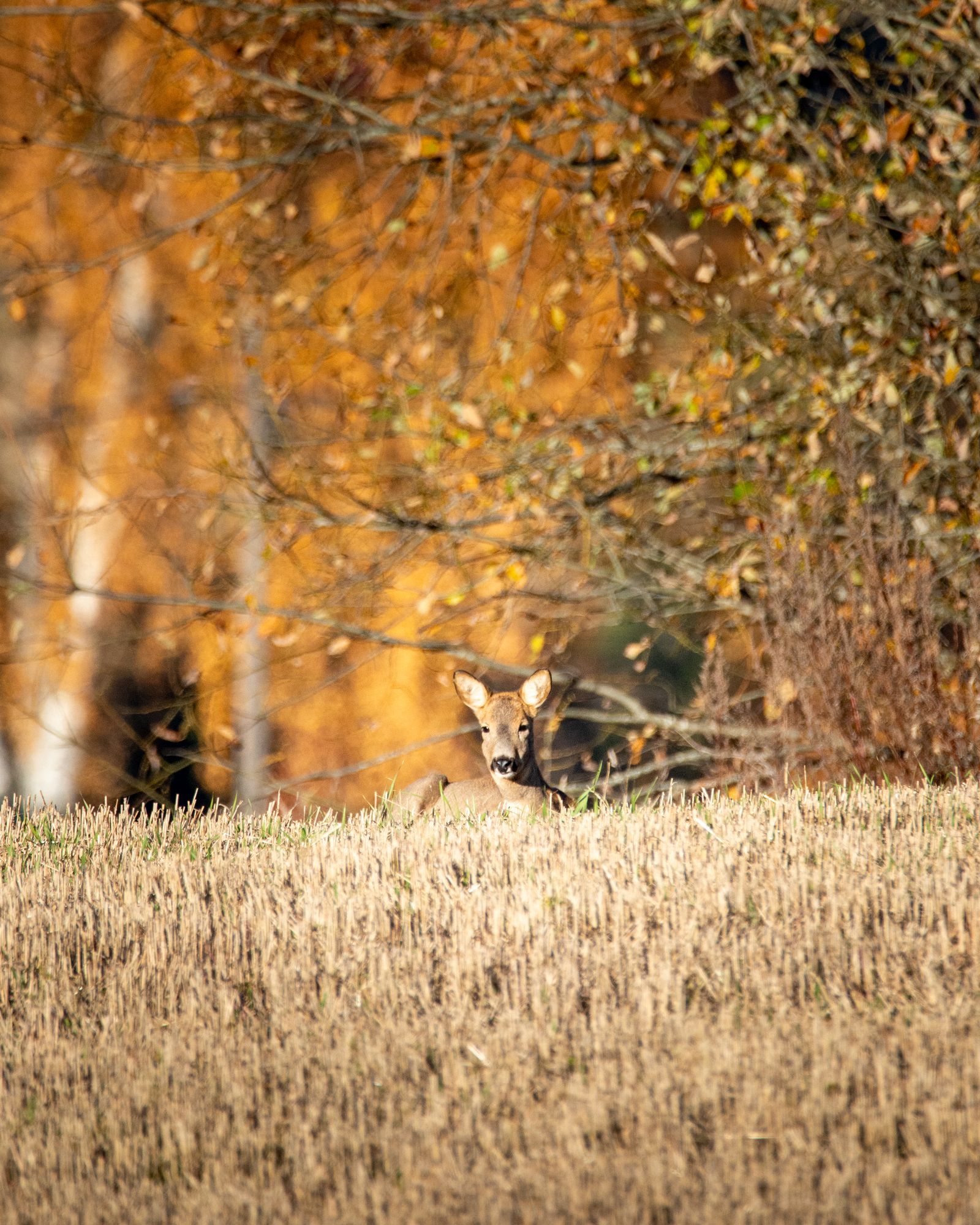 Roe deer resting