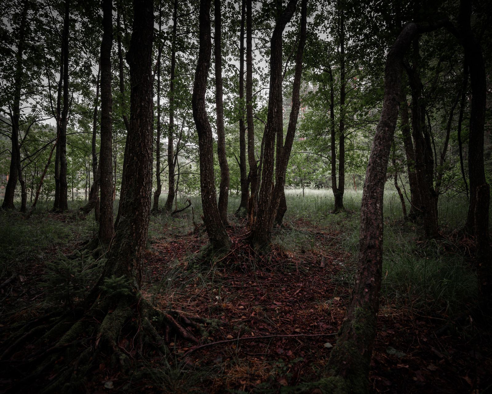 Swampy woodland near Hauktjern