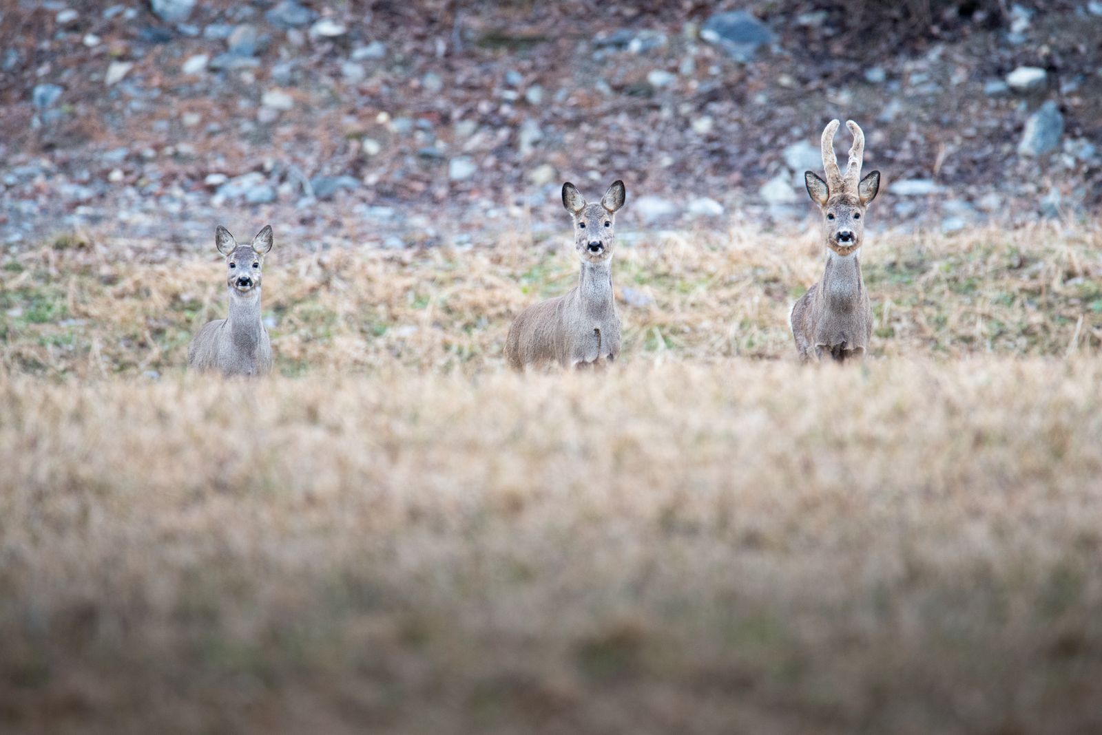 Roe deer family