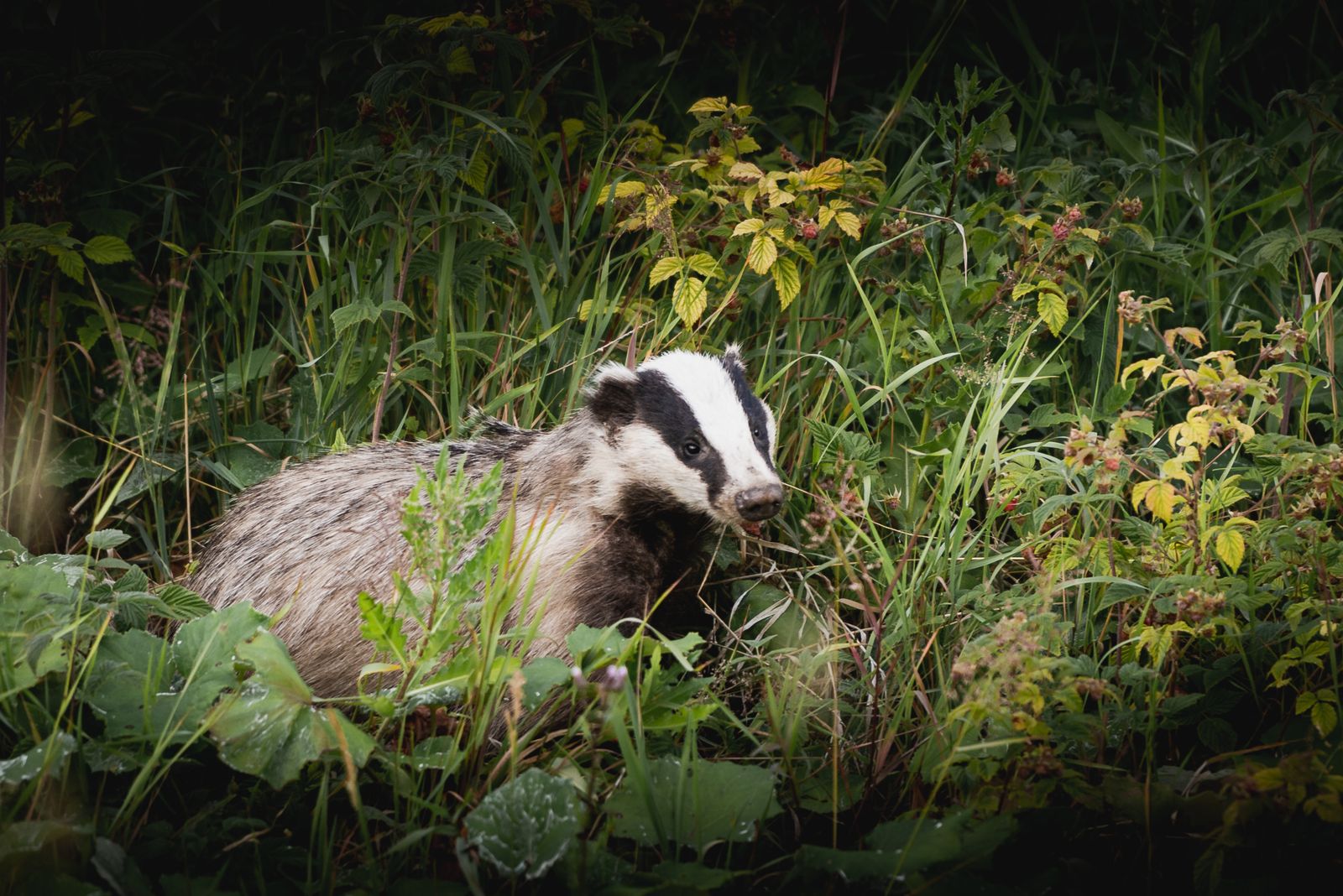 Badger eating berries