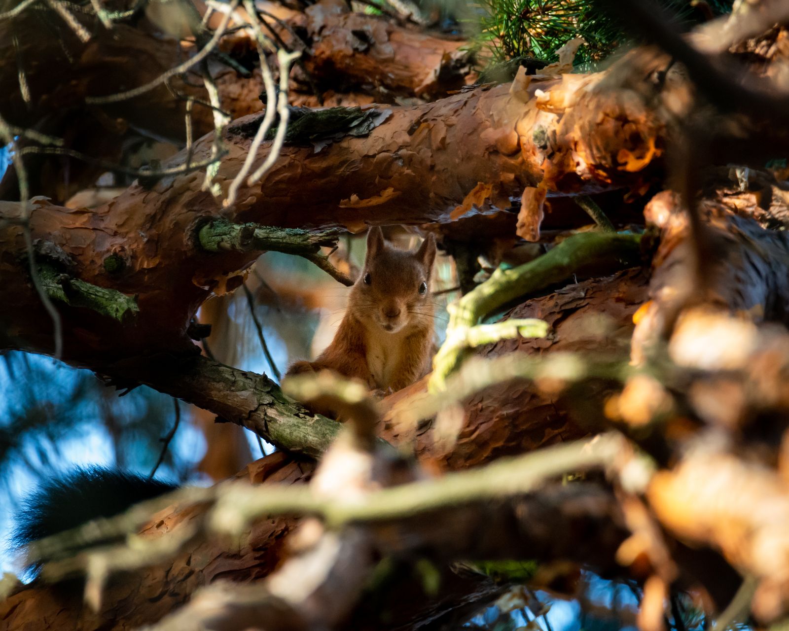 Squirrel peaking through