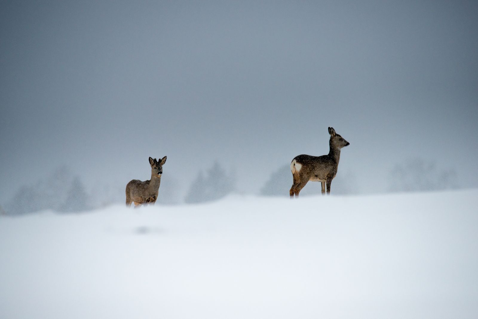 Roe deer in winter landscape