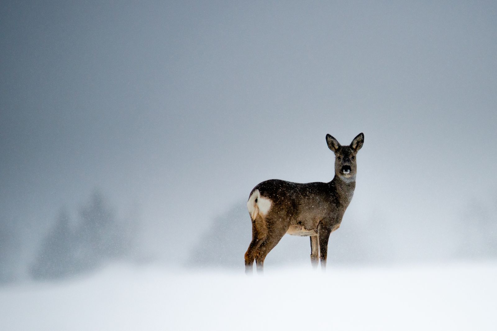 Roe deer keeping watch