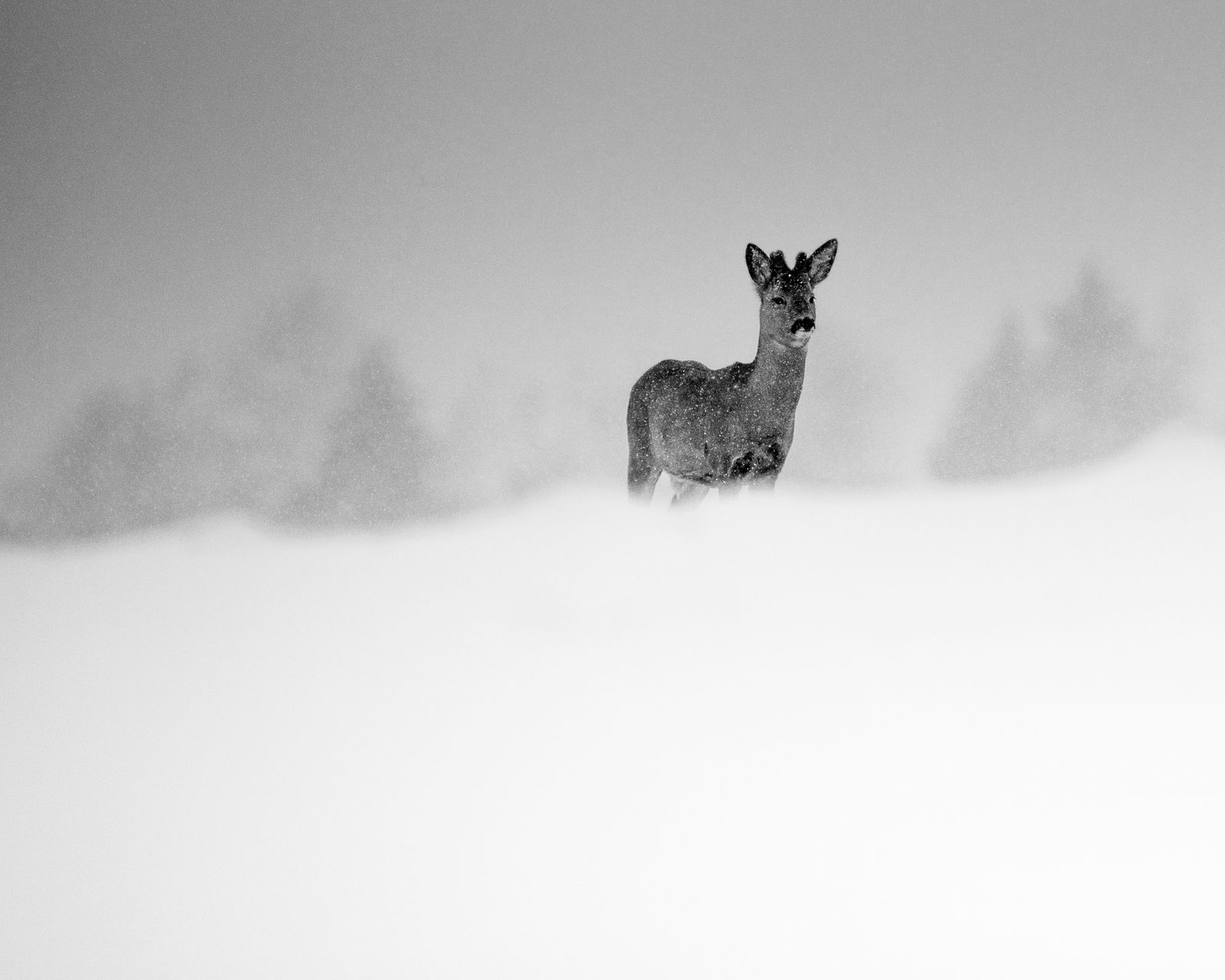 Roe deer keeping watch