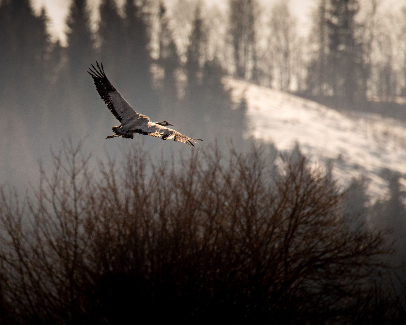 Common cranes in flight