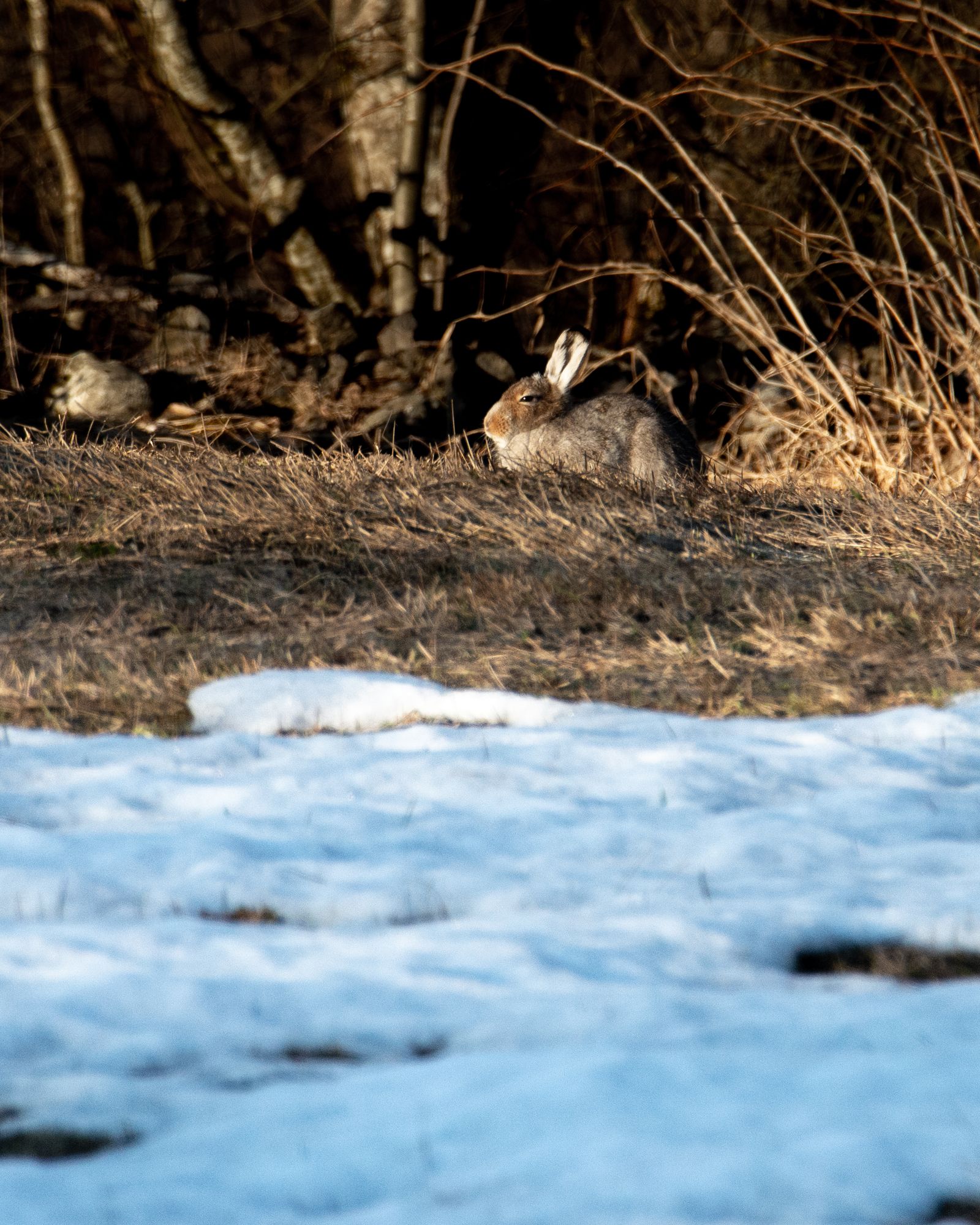 A hare sleeping in the sun