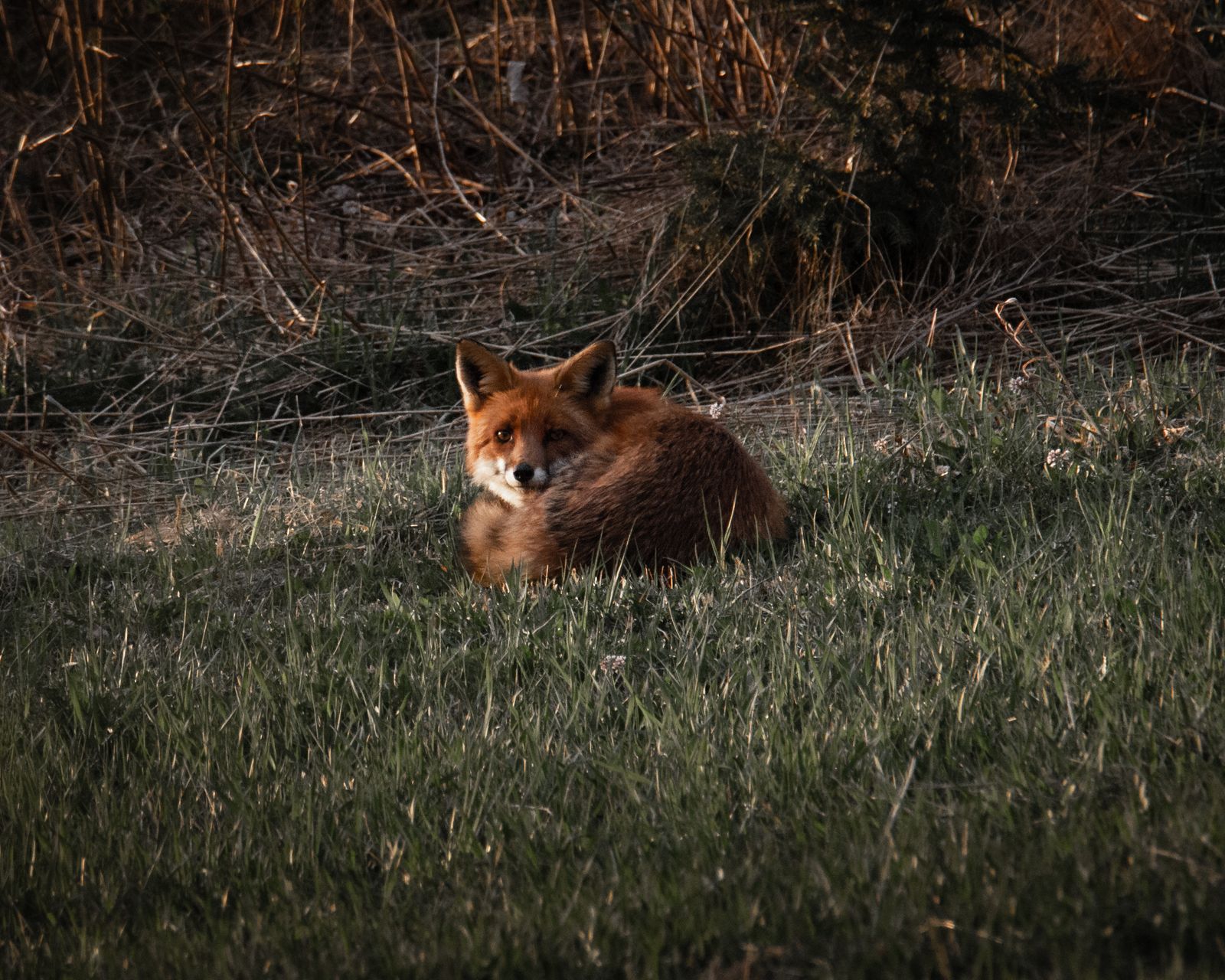 Resting red fox