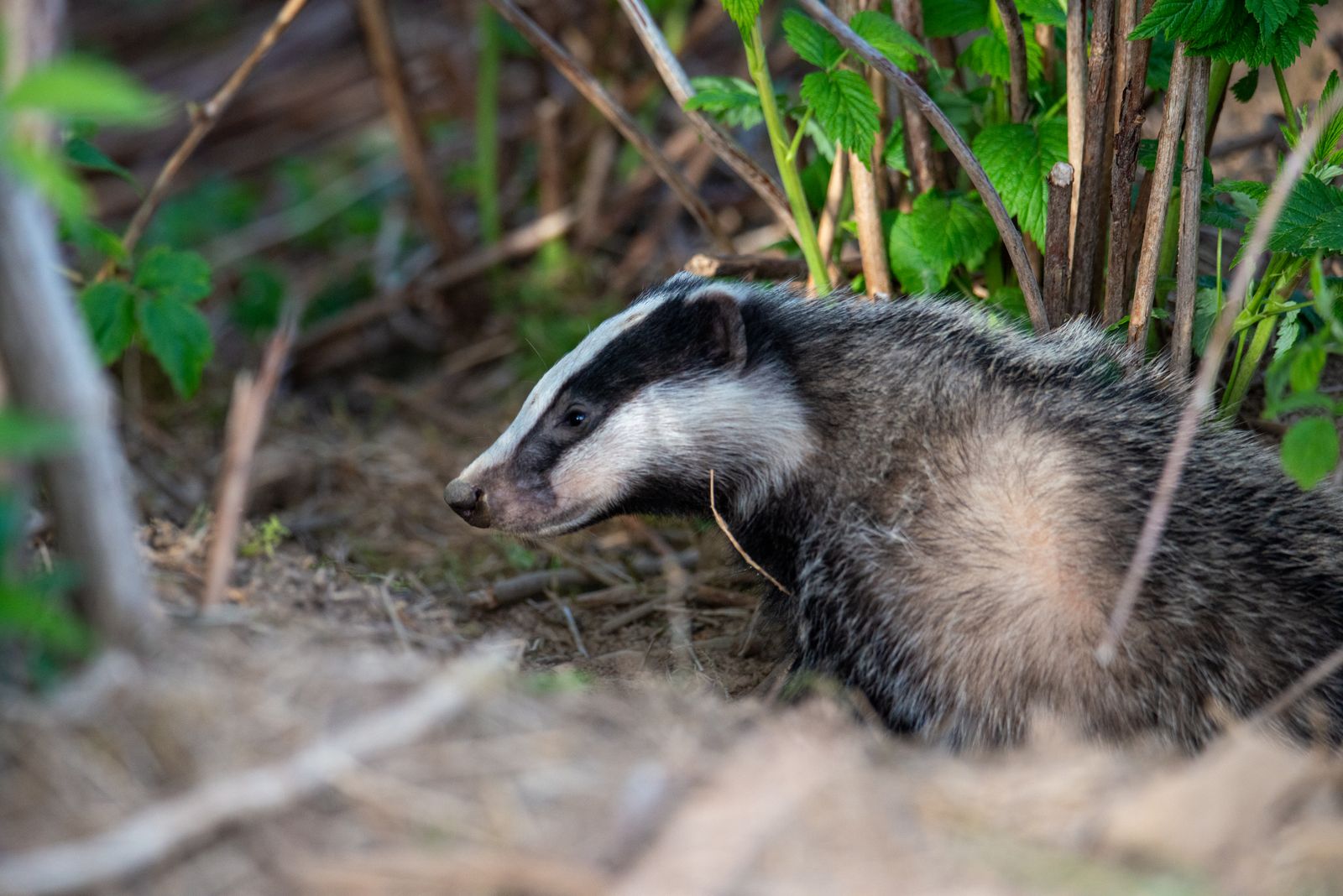 Badger cub coming out of the ground