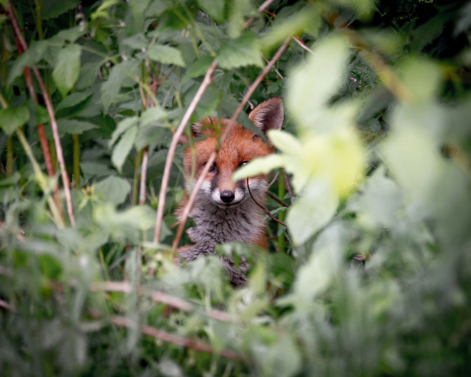 Sneaky fox cub