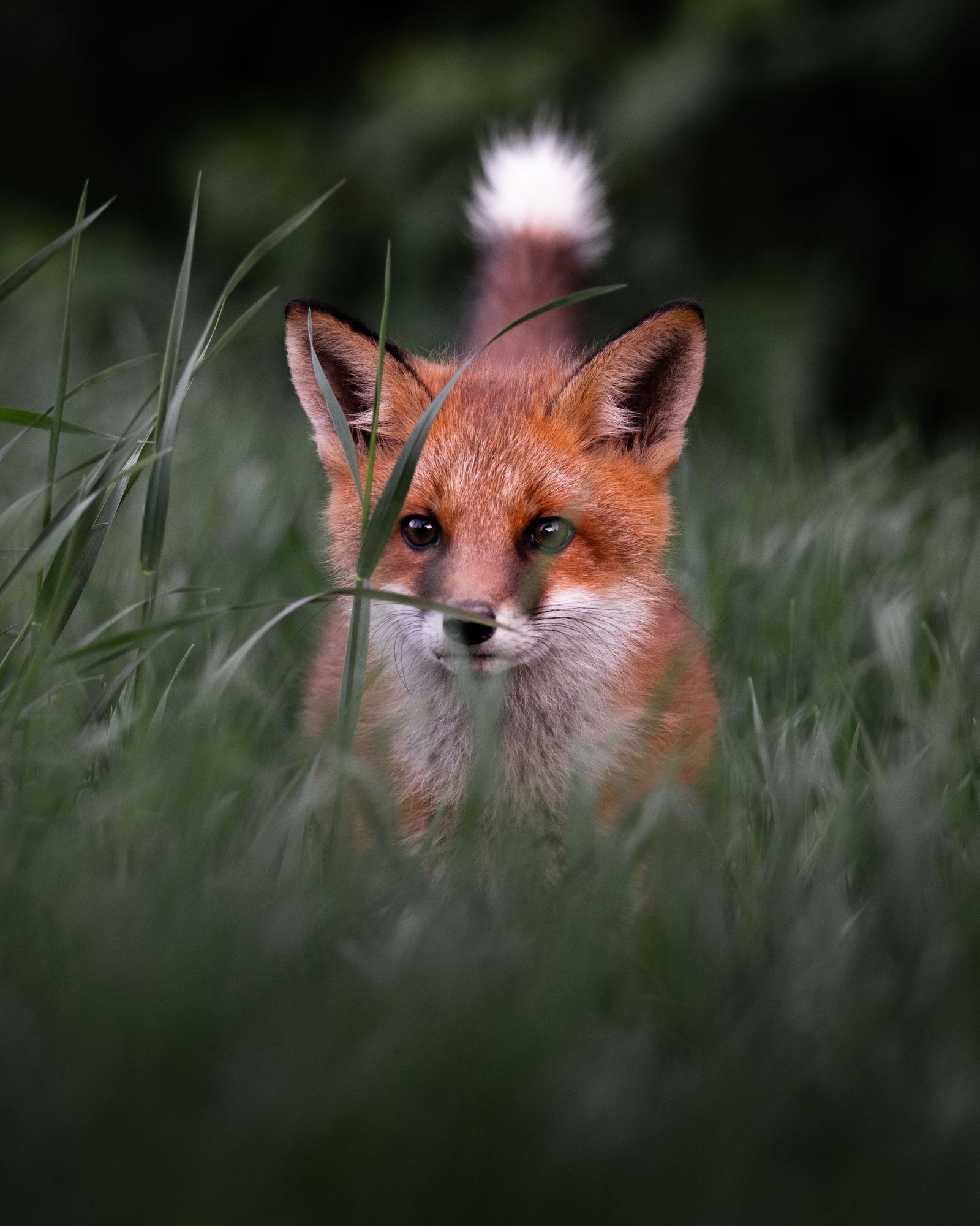 Curious fox cub