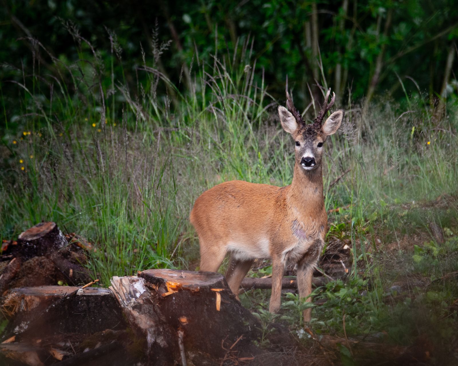 The king watching me