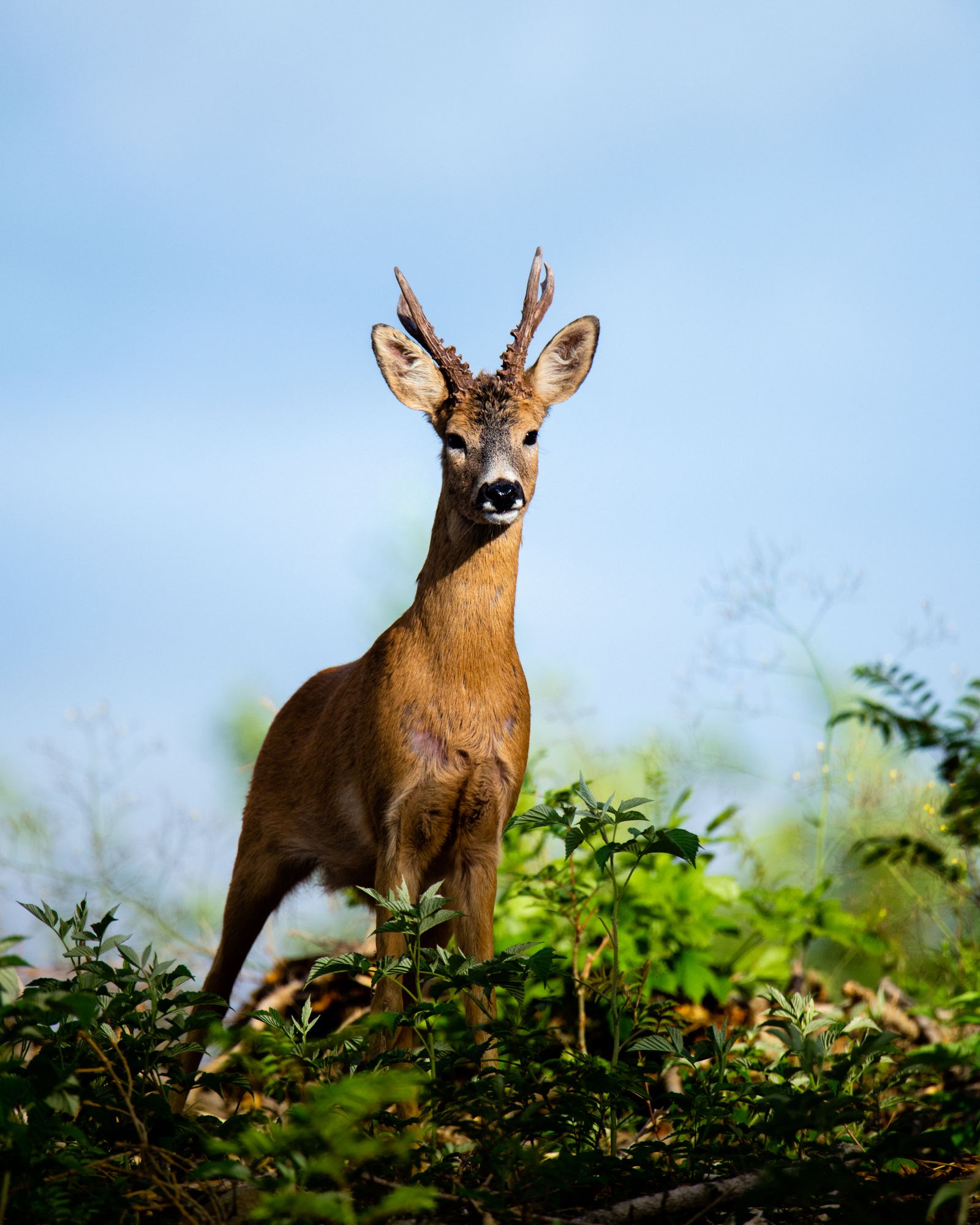 King of roe deer