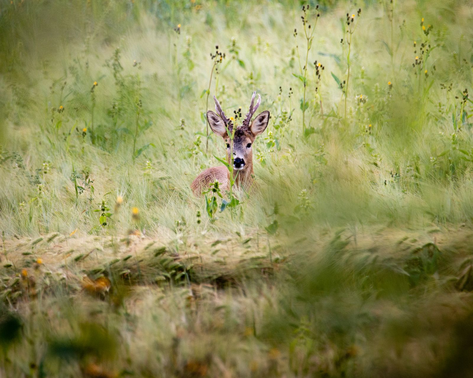Roe deer in the tall grass