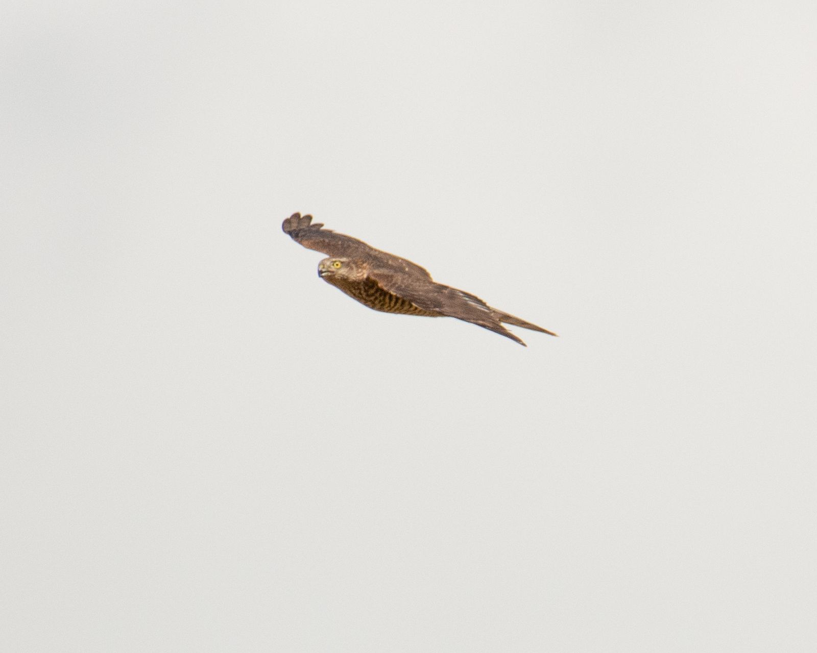Sparrow hawk in flight