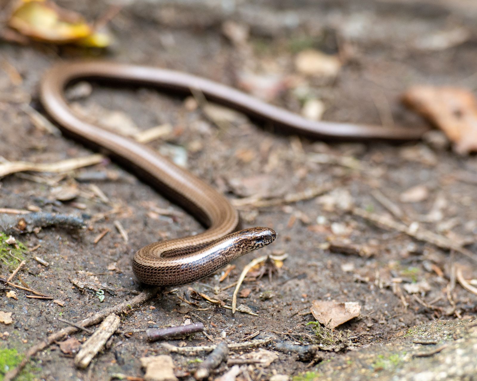 Slowworm