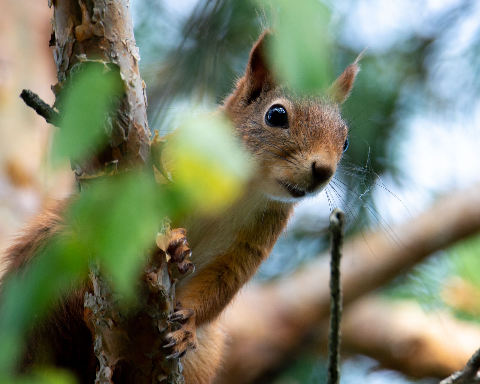 Squirrel peeking through