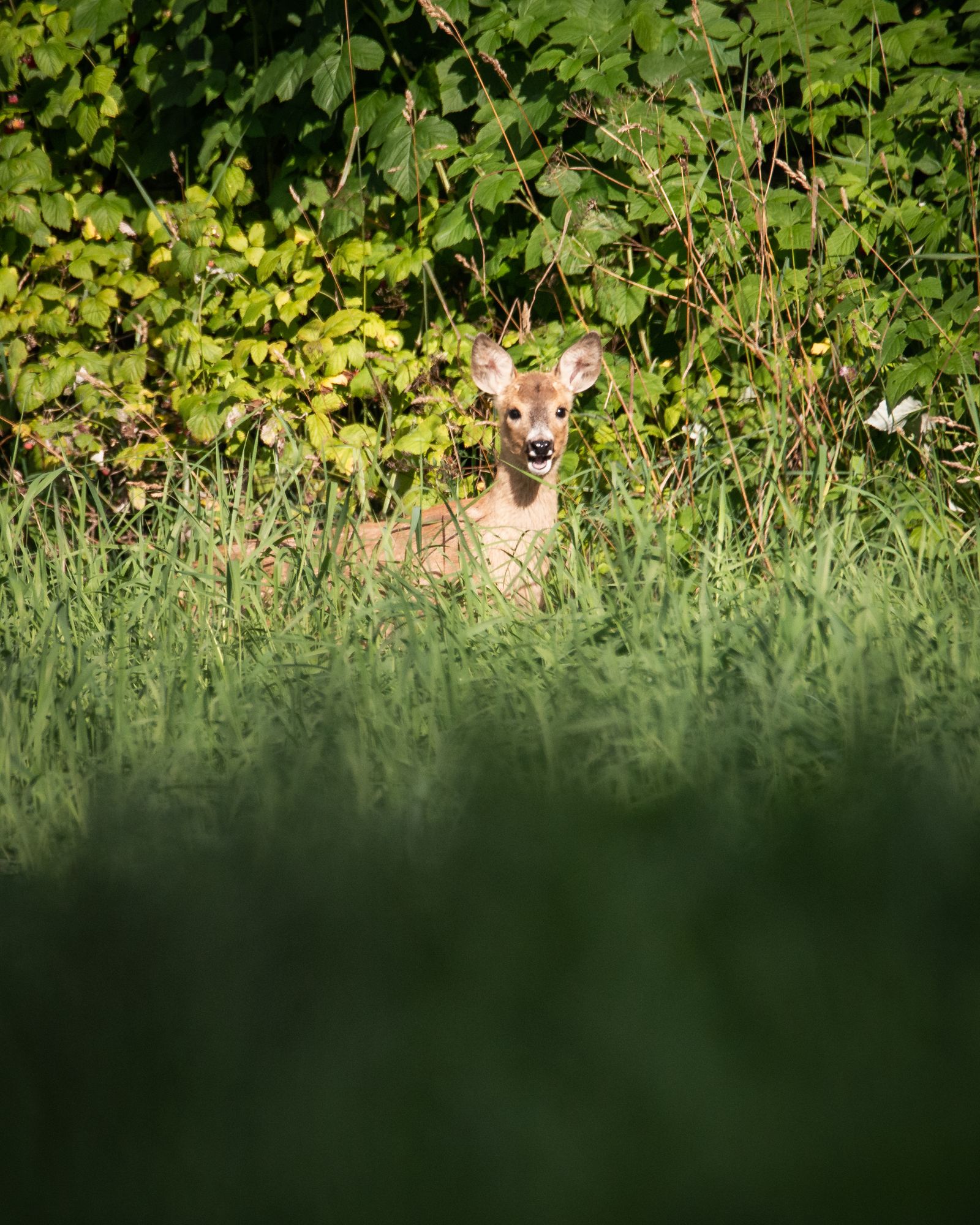 Baby roe deer