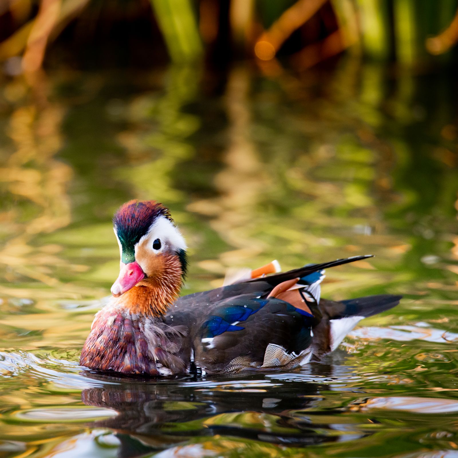 Mandarin duck in Østensjøvannet