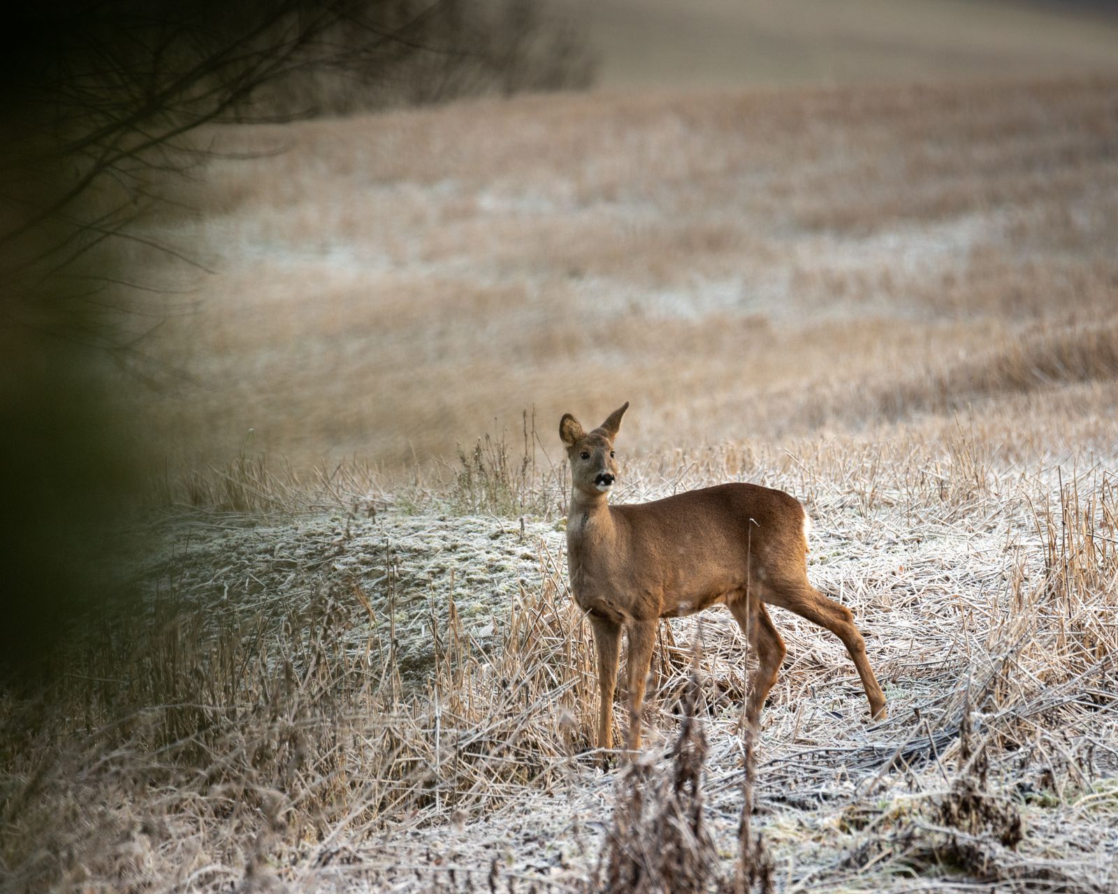 Roe deer in the field