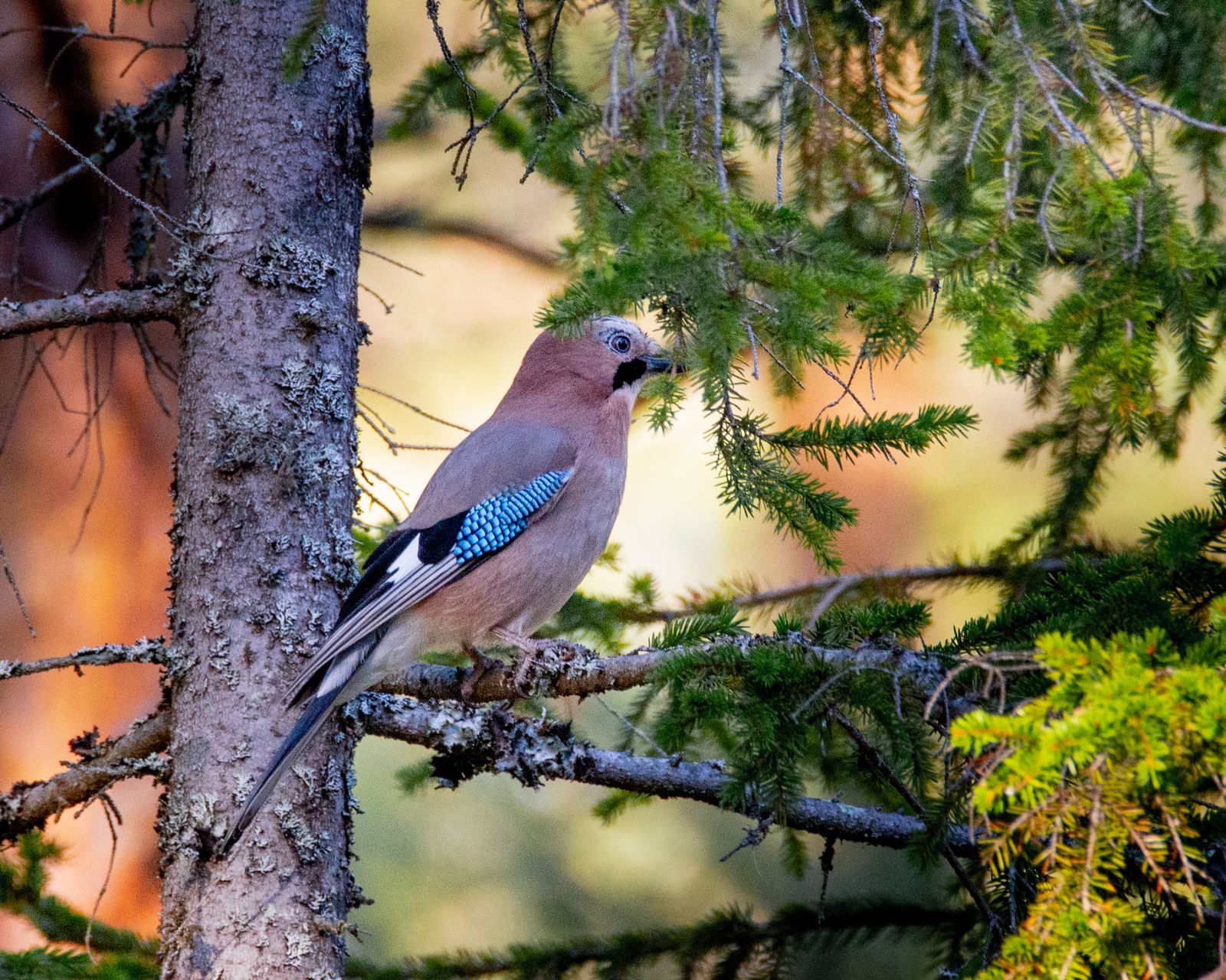 A eurasian jay