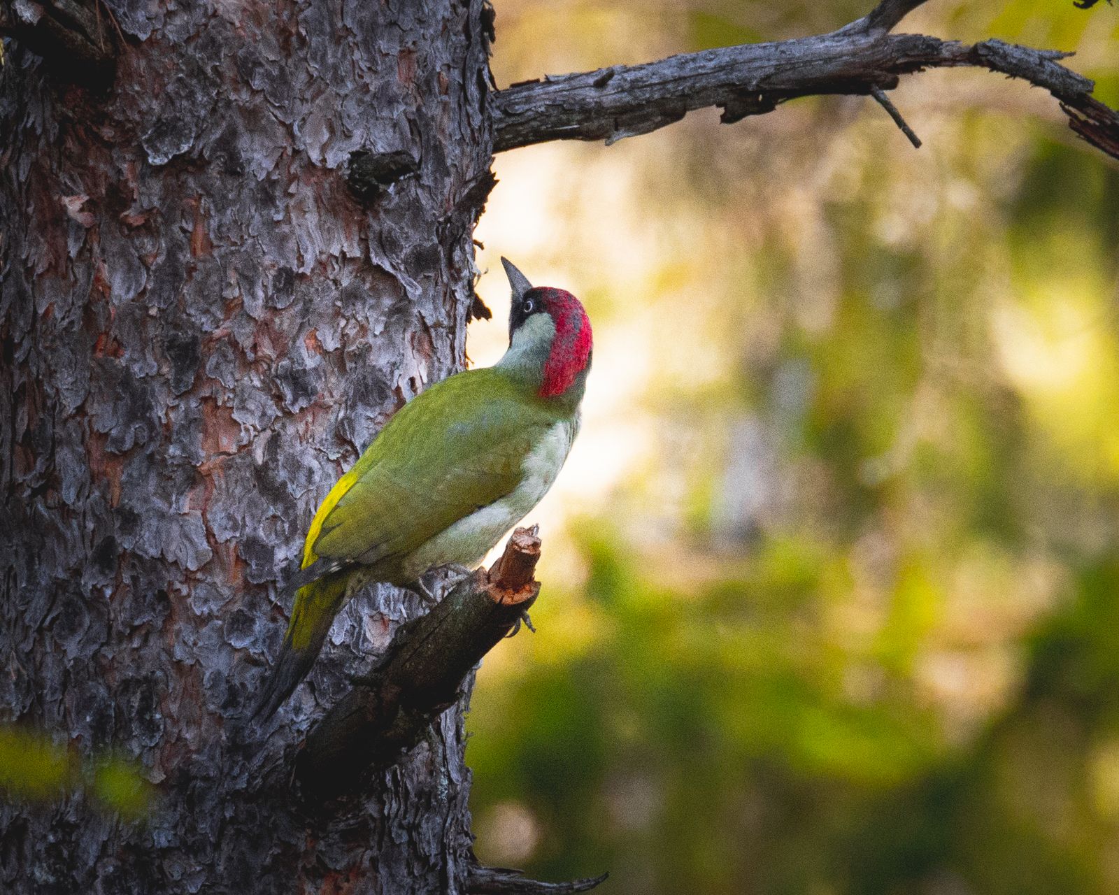 Green woodpecker