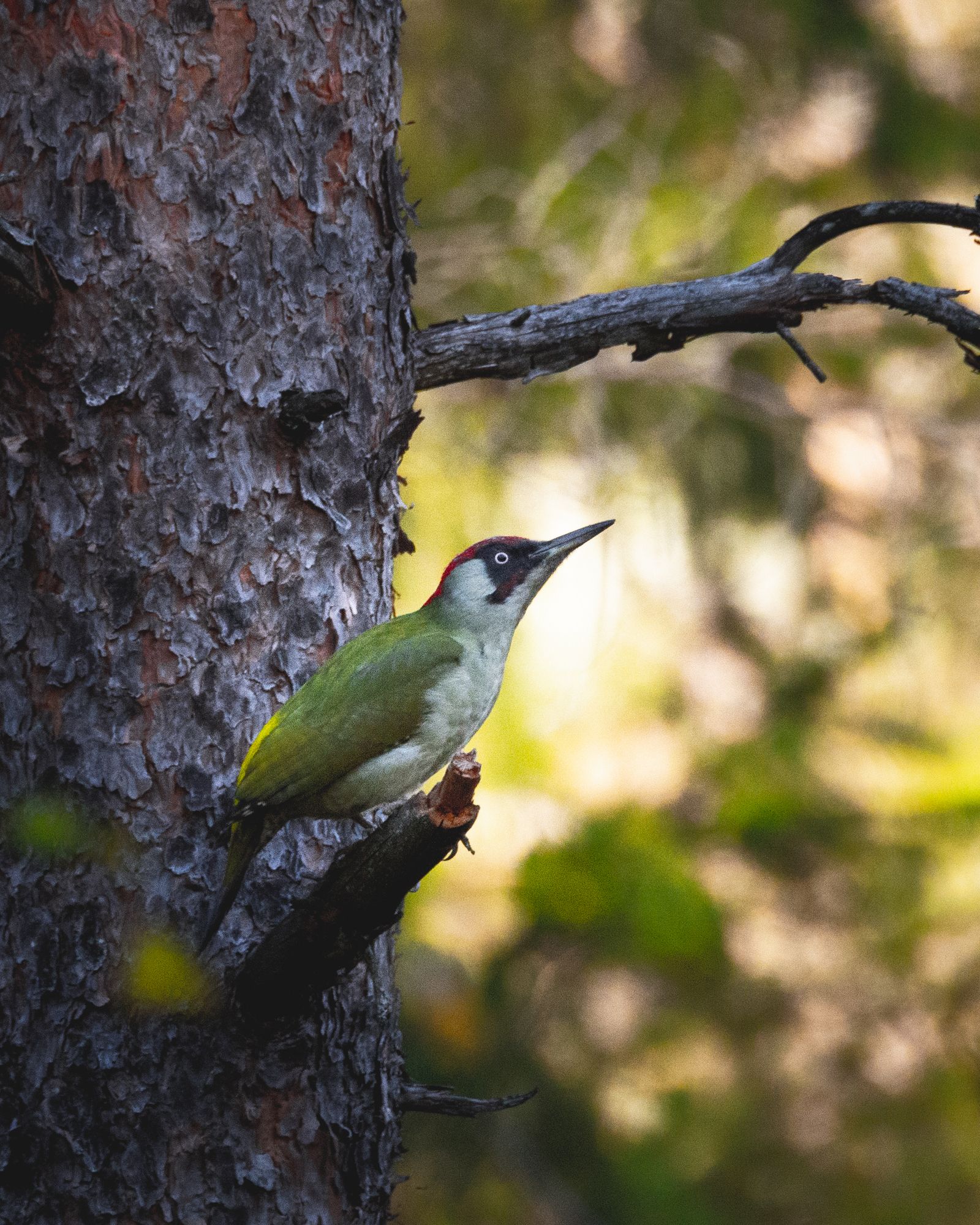 Green woodpecker