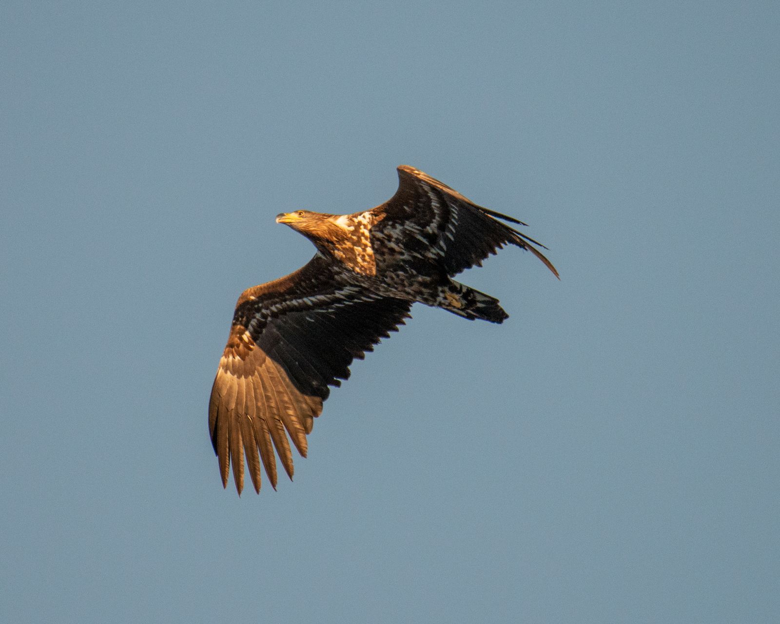 White tailed eagle in flight