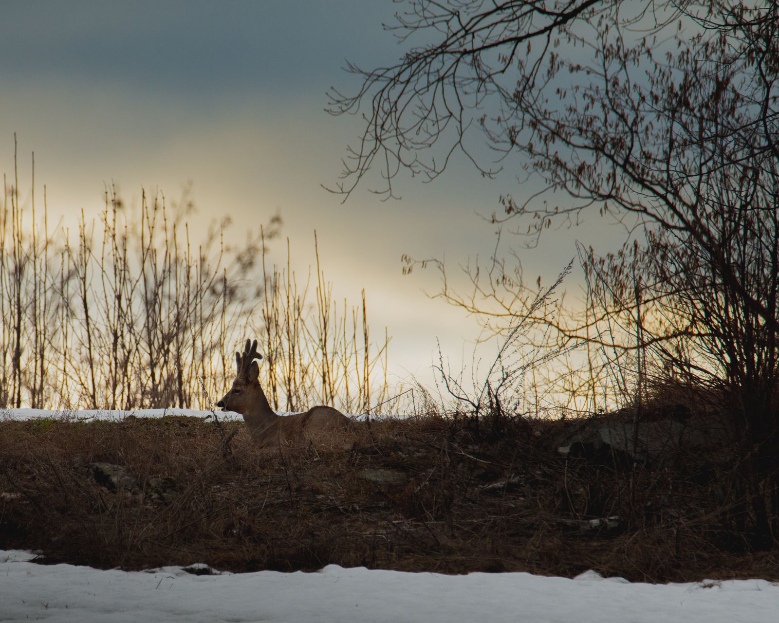 Roe deer resting in the sunset