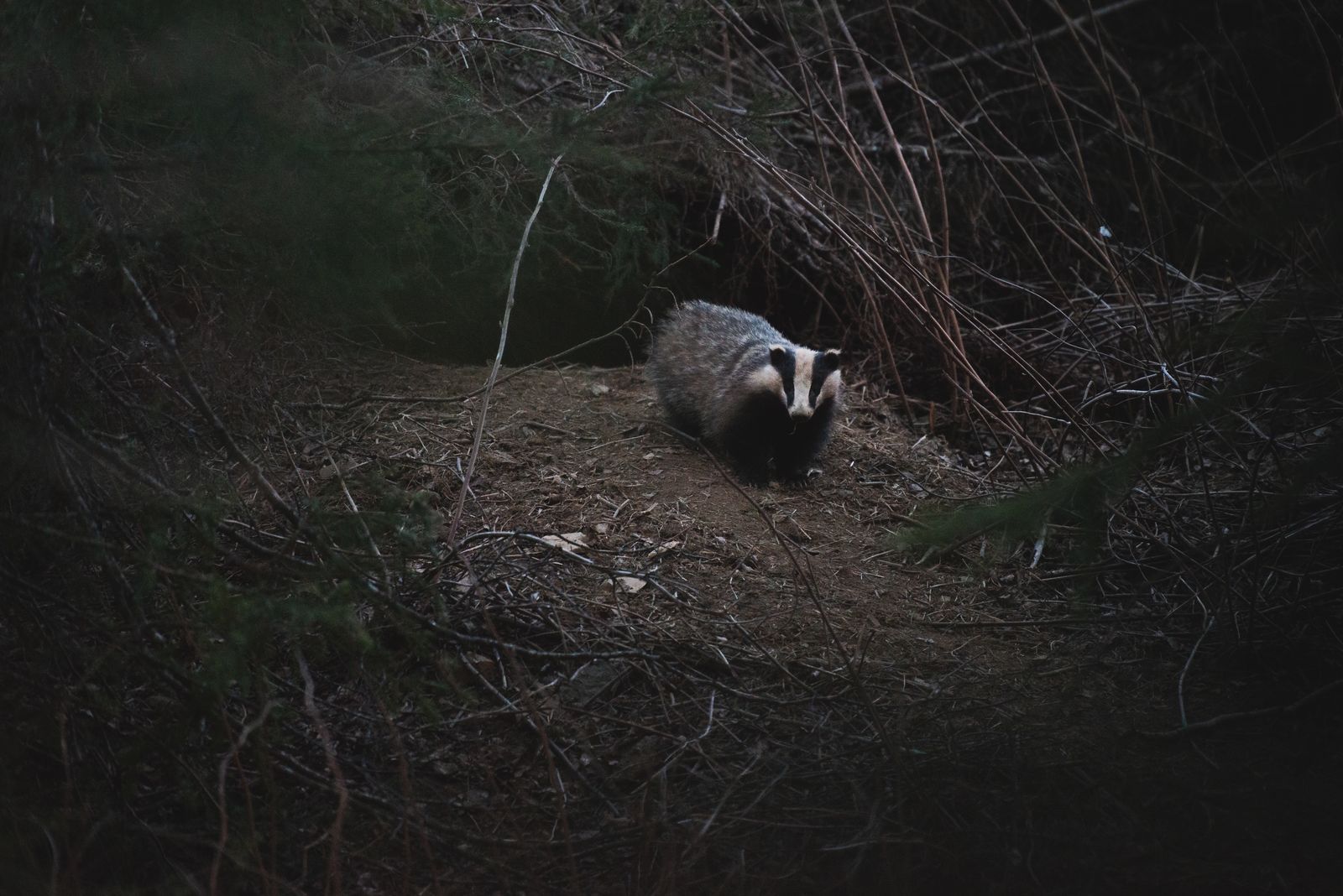 Badger crawling out of the ground