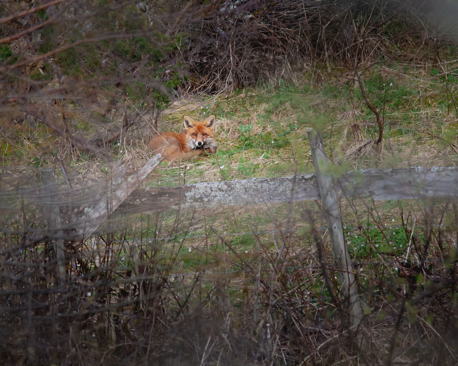 Resting fox