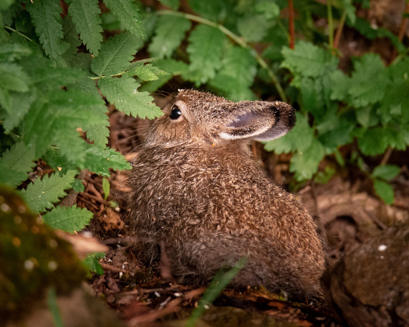 Baby hare