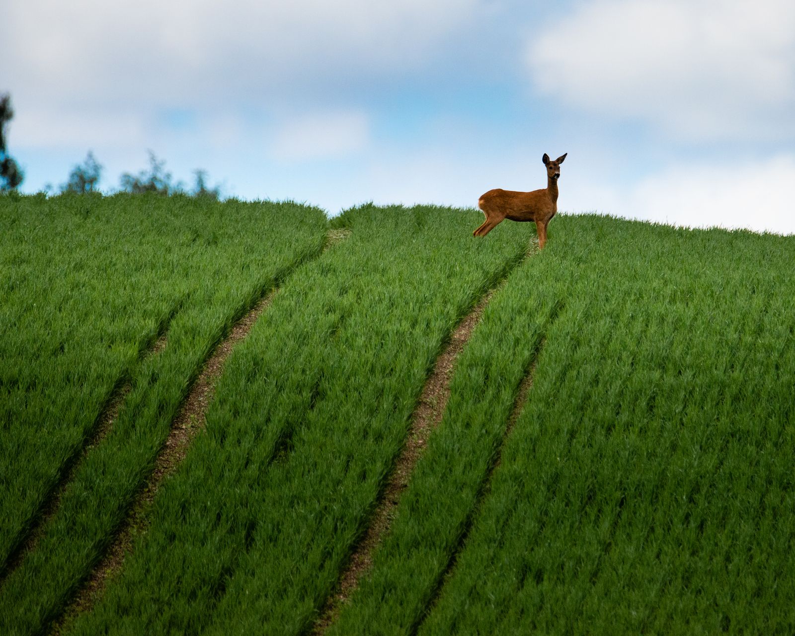 Roe deer in windows 98