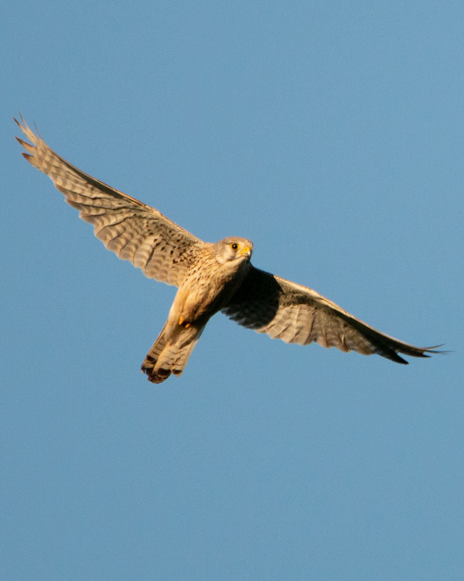 Common kestrel in flight