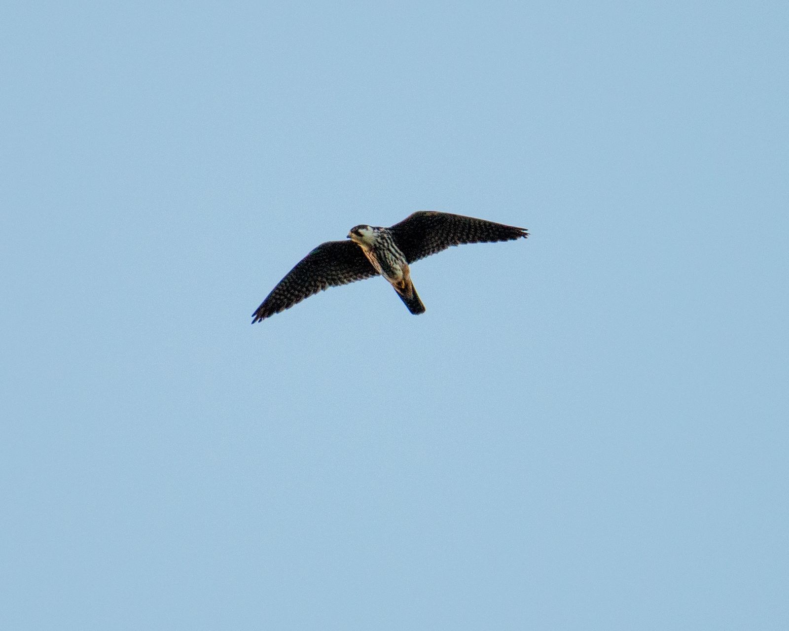 Eurasian Hobby hunting insects