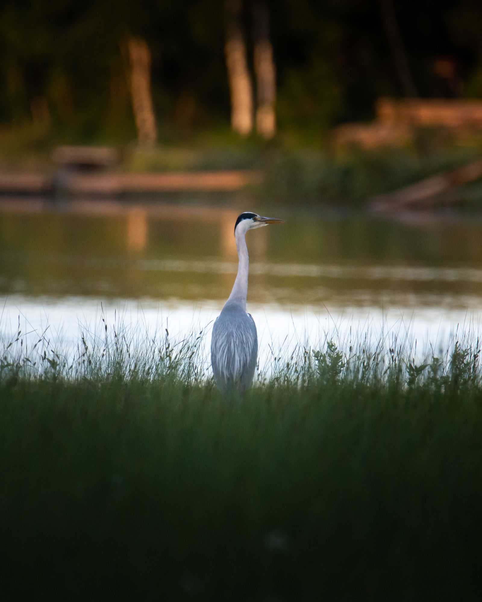 Grey heron near the lake