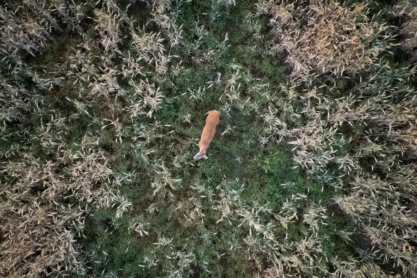 Drone view of a roe deee