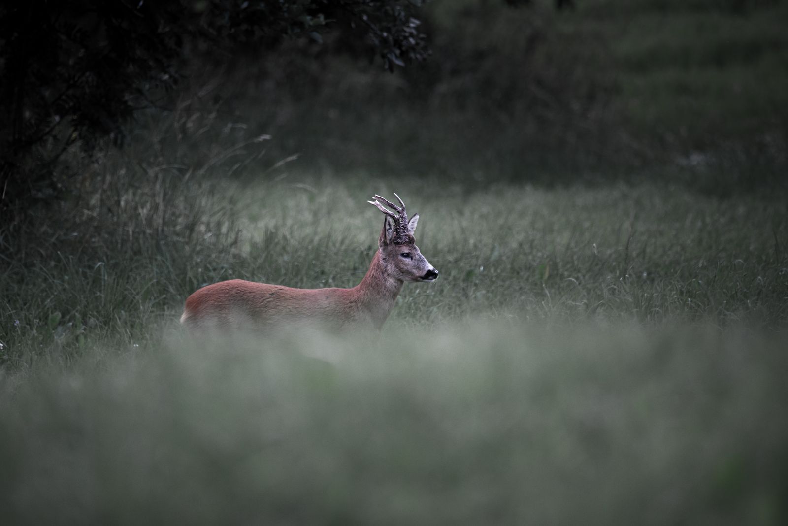 Roe buck walking by